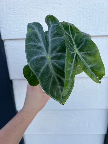 Alocasia Ebony