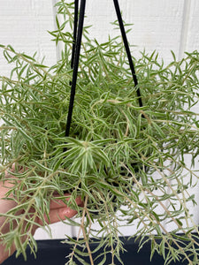 sedum hanging plant Sedum Lineare 'Variegatum’