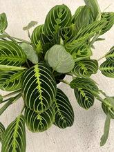 Lemon Lime Maranta ( Green Prayer Plant )