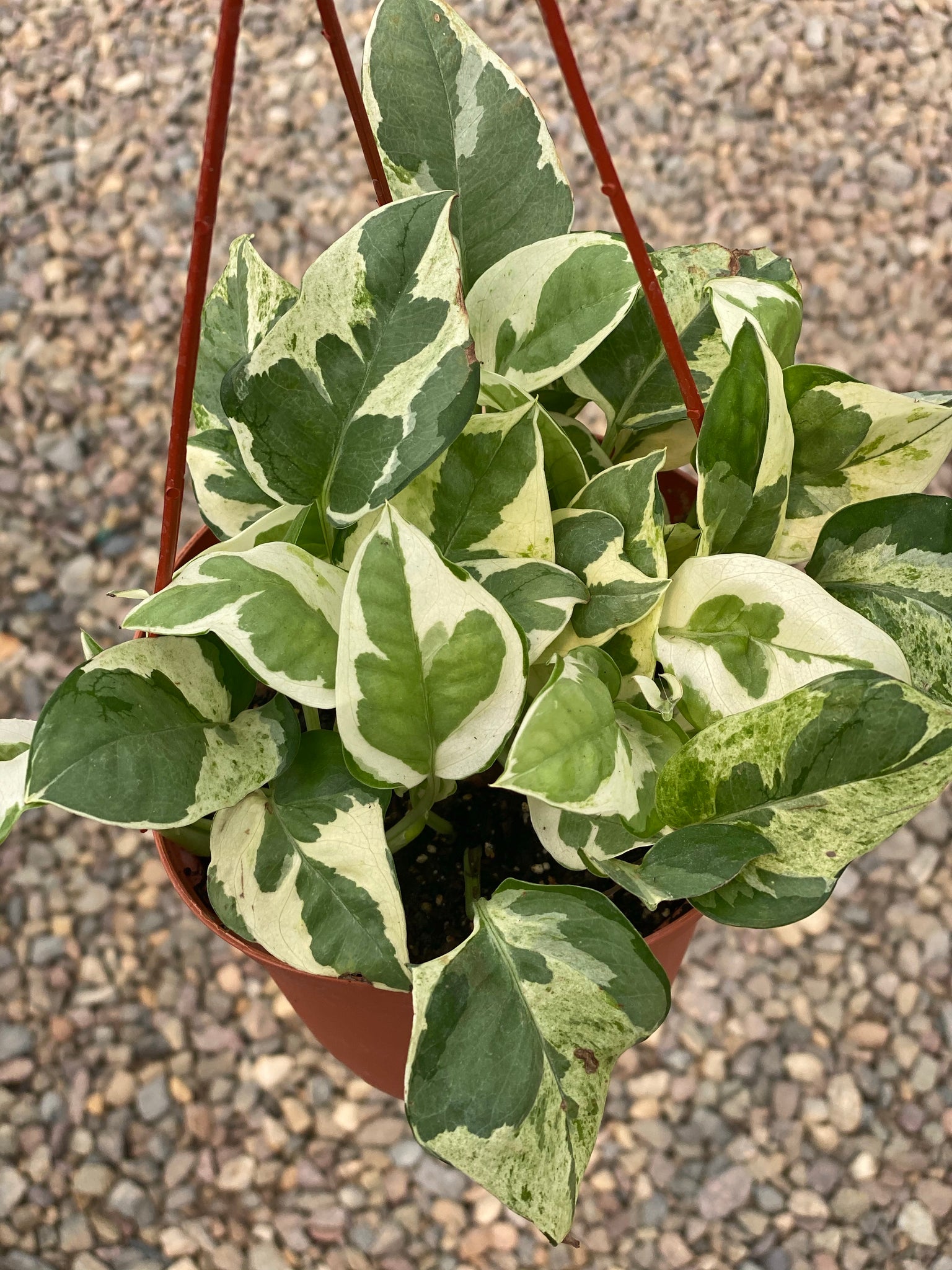 pearls n jade pothos care Pothos Pearls & Jade – In Succulent Love