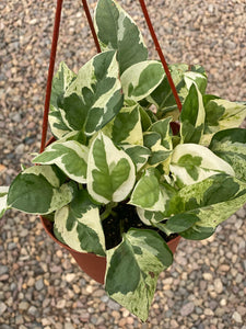 Pothos Pearls & Jade