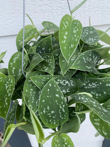 Scindapsus pictus 'Argyraeus' (Pothos Satin)