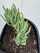 Mermaid Tail - A ( Crested Senecio Vitalis )