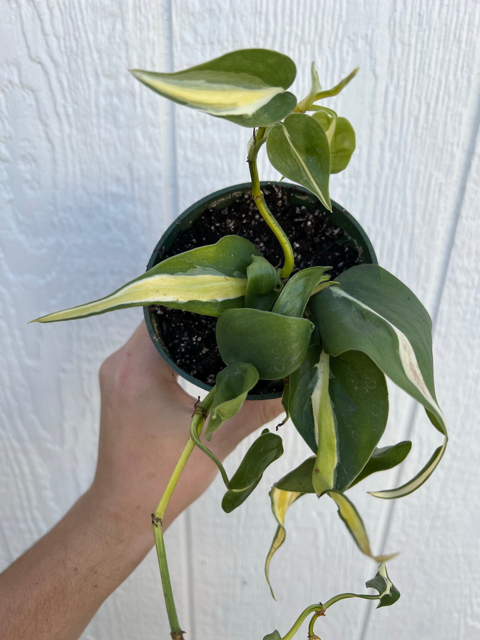 philodendron silver stripe for sale Philodendron Silver Stripe – In Succulent Love