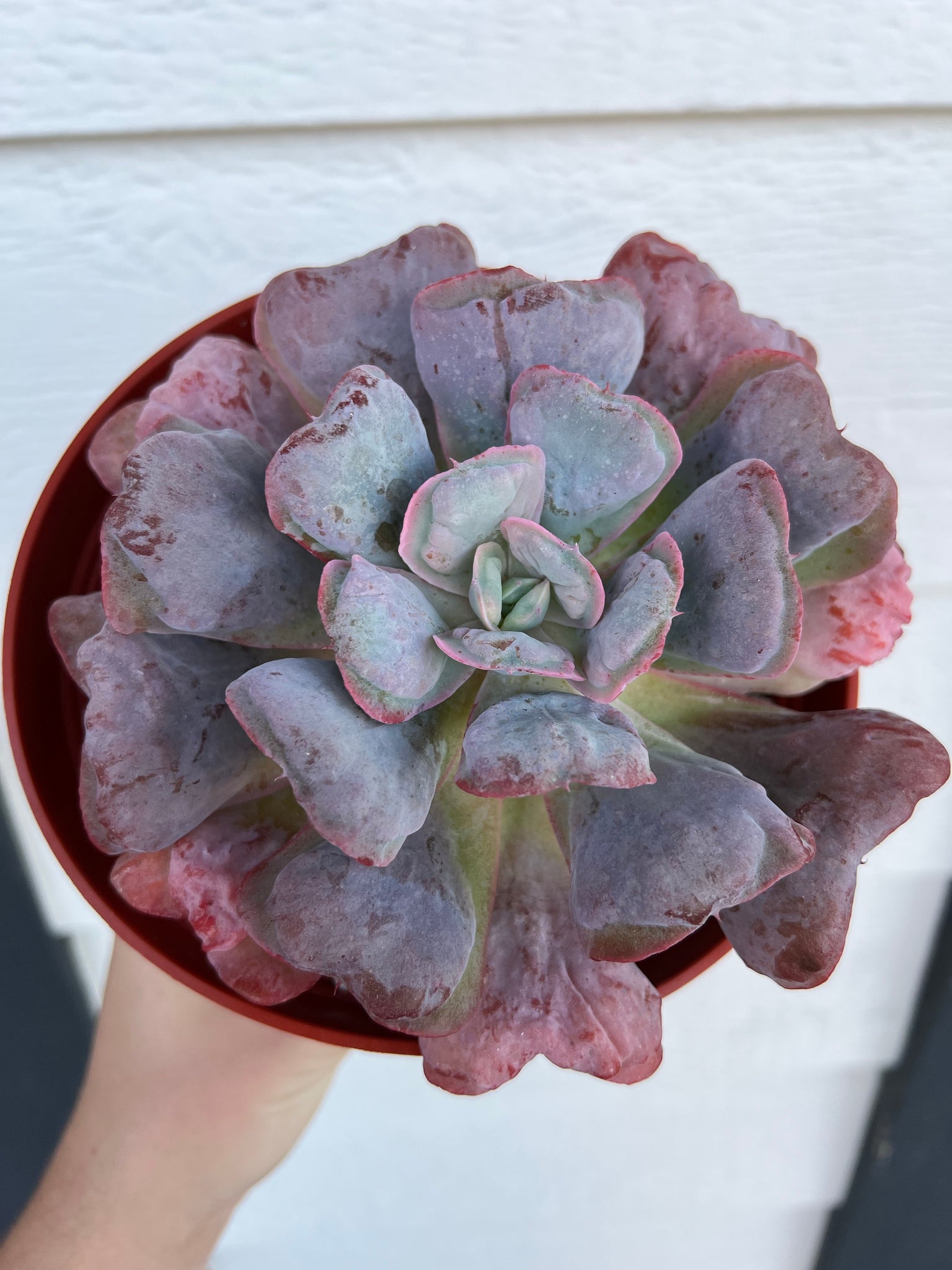 echeveria heart shaped succulent Echeveria Heart Delight
