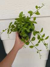 Dischidia Oiantha Green Cascade