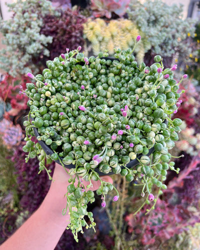 Variegated Senecio String of Pearls