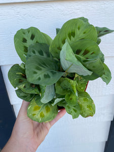 Maranta Leuconeura Kershoveana Variegated