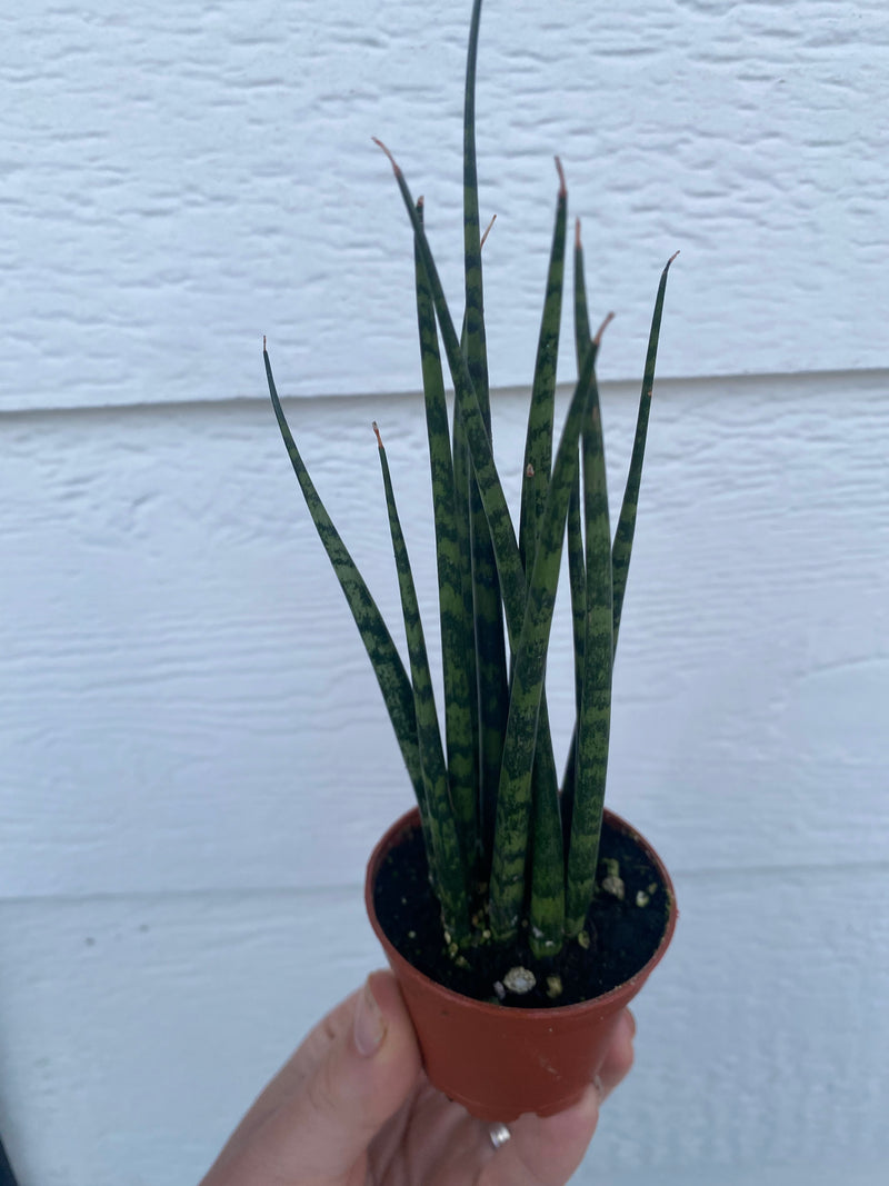 sansevieria bacularis fernwood Sansevieria Fernwood – In Succulent Love