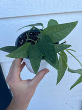 Cebu Blue Pothos