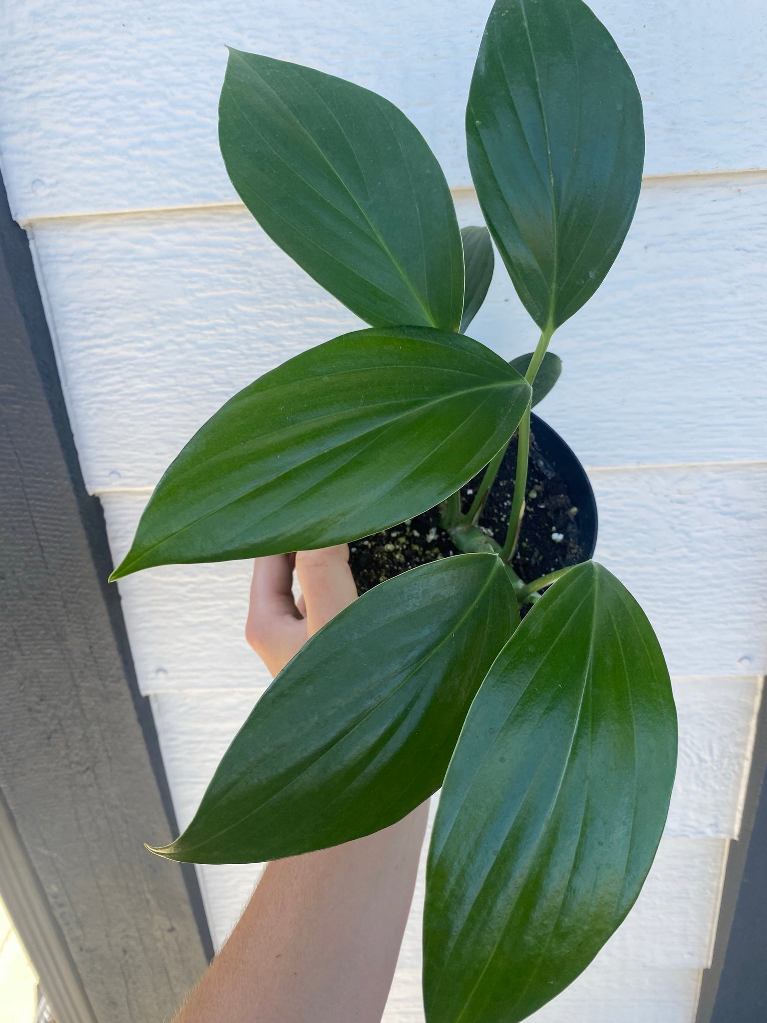 dragon tail philodendron care Rhaphidophora Decursiva
