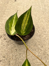 Hoya Macrophylla Reverse Variegated ‘Pot of Gold’