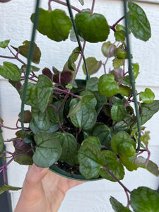 Senecio Mikanioides ‘Silver Heart’ / ‘Giant Heart’