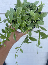 Dischidia Oiantha Variegated ( Silver Falls )