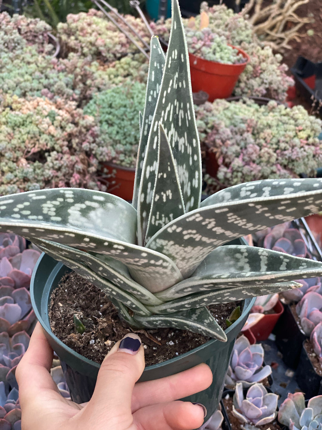 Aloe ‘Partridge Breast’