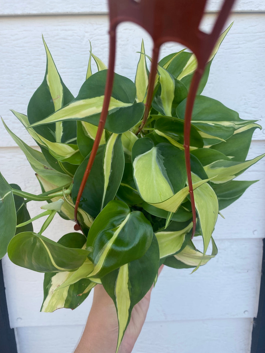 Philodendron Silver Stripe