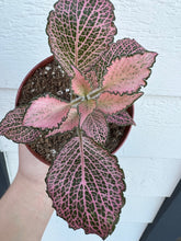 Fittonia Albivenis 'Frankie' (Pink Hybrid Nerve Plant)