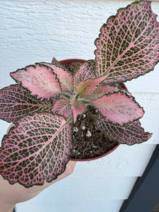 is fittonia a succulent Fittonia Albivenis 'Frankie' (Pink Hybrid Nerve Plant) – In Succulent Love