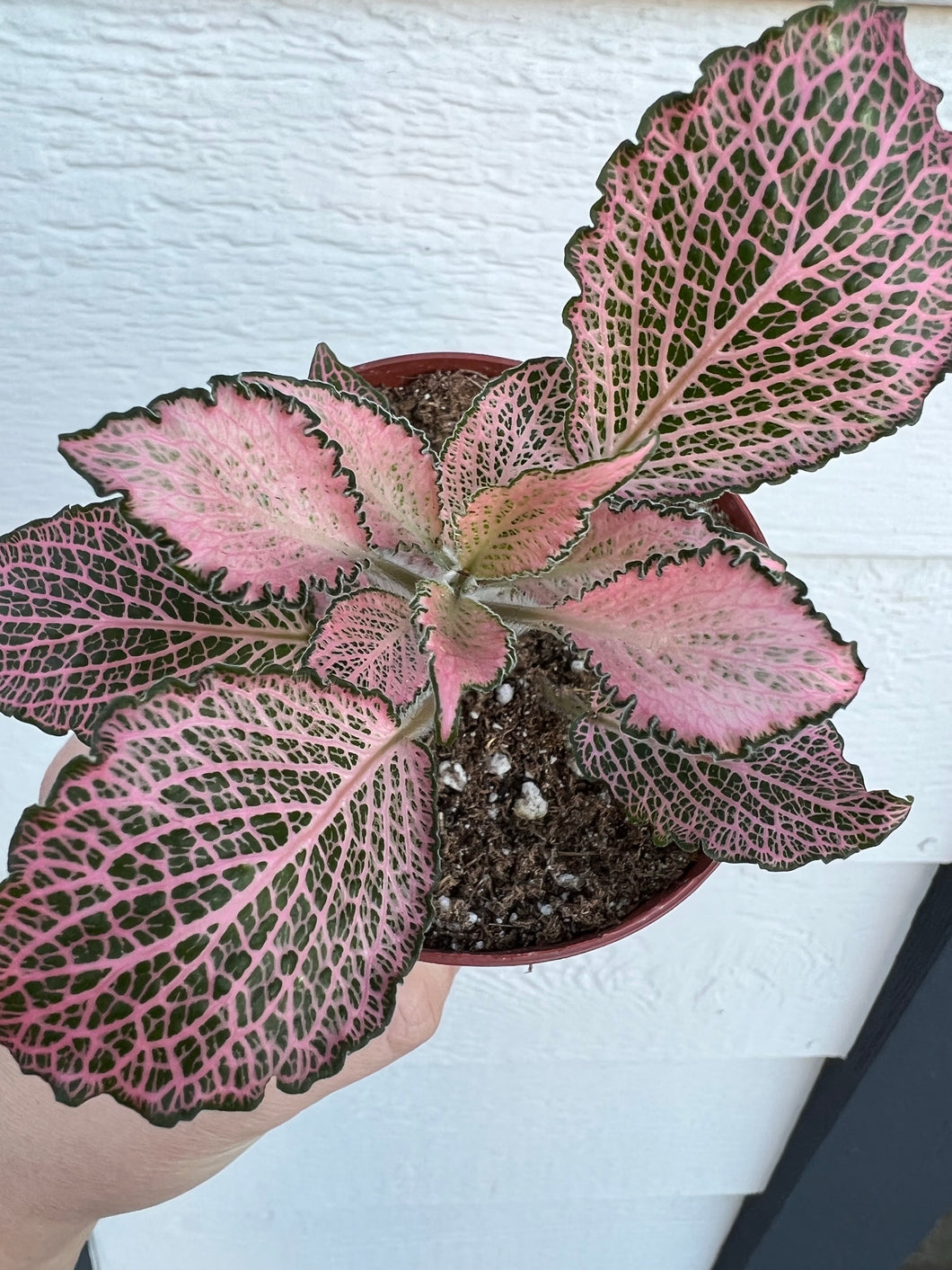 Fittonia Albivenis 'Frankie' (Pink Hybrid Nerve Plant)