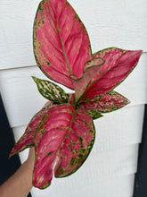 Hot Pink Hybrid of 'Pink Lady Valentine' Chinese Evergreen Aglaonema