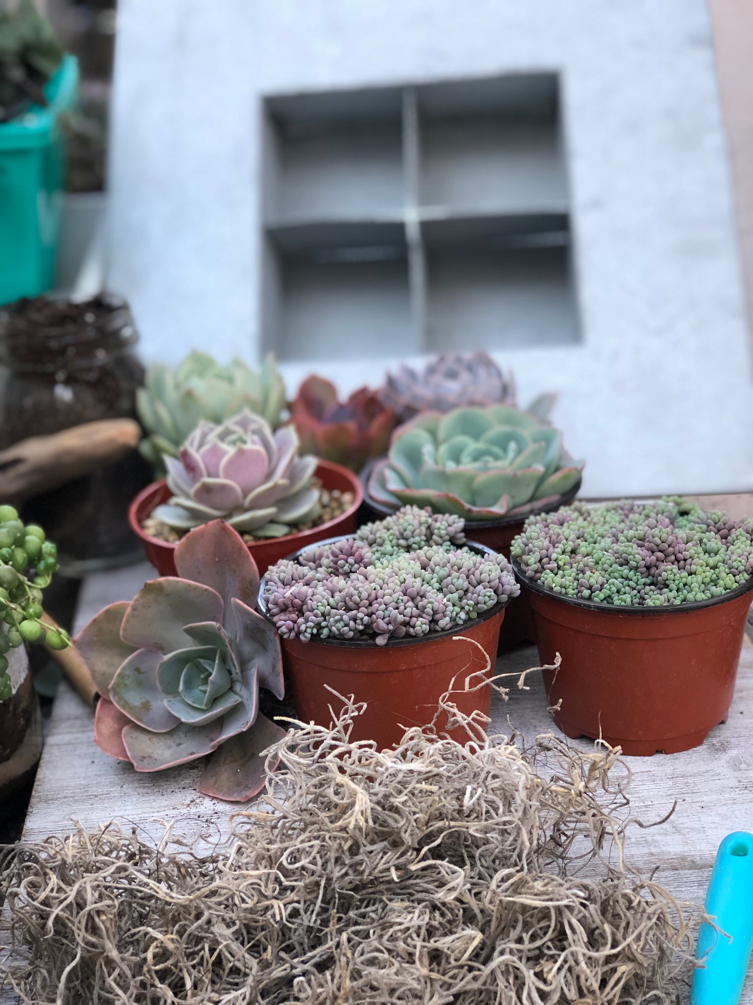 succulent small plant pots wall DIY Succulent Wall Kit