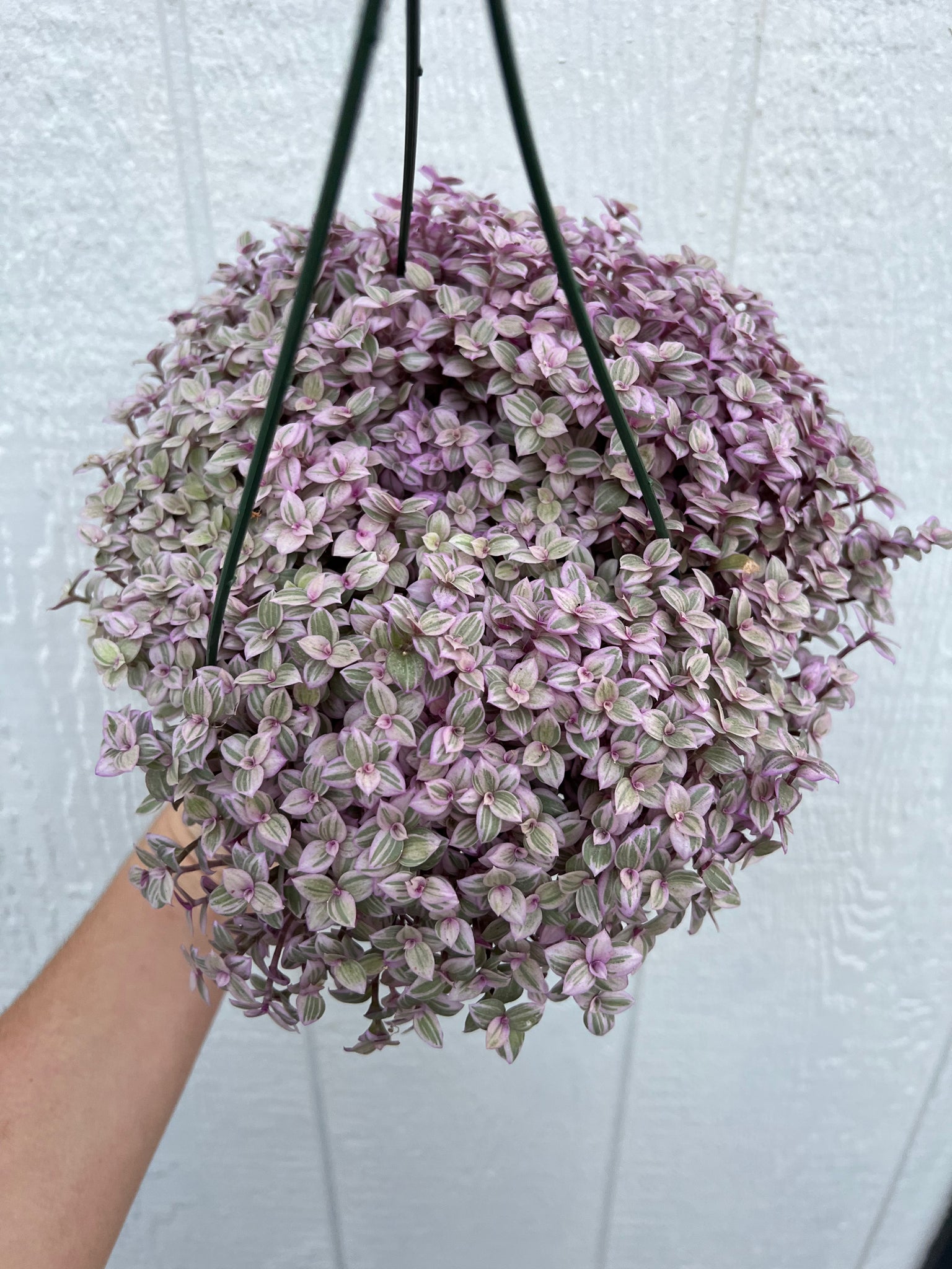 pink lady hanging plant Tradescantia Pink Panther – In Succulent Love
