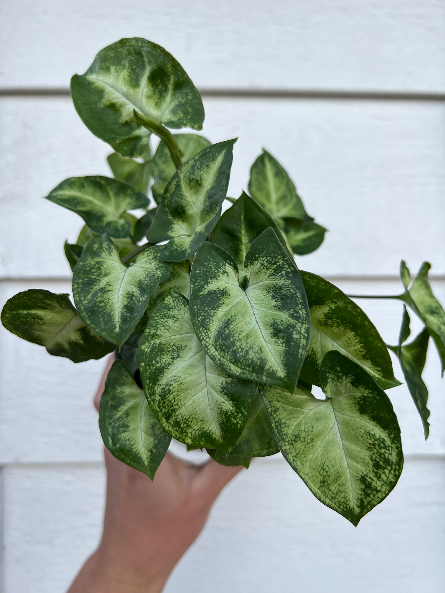 pixie succulent Syngonium Pixie – In Succulent Love