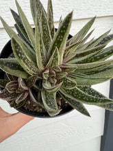 Variegated Gasteraloe *possibly crested* #2