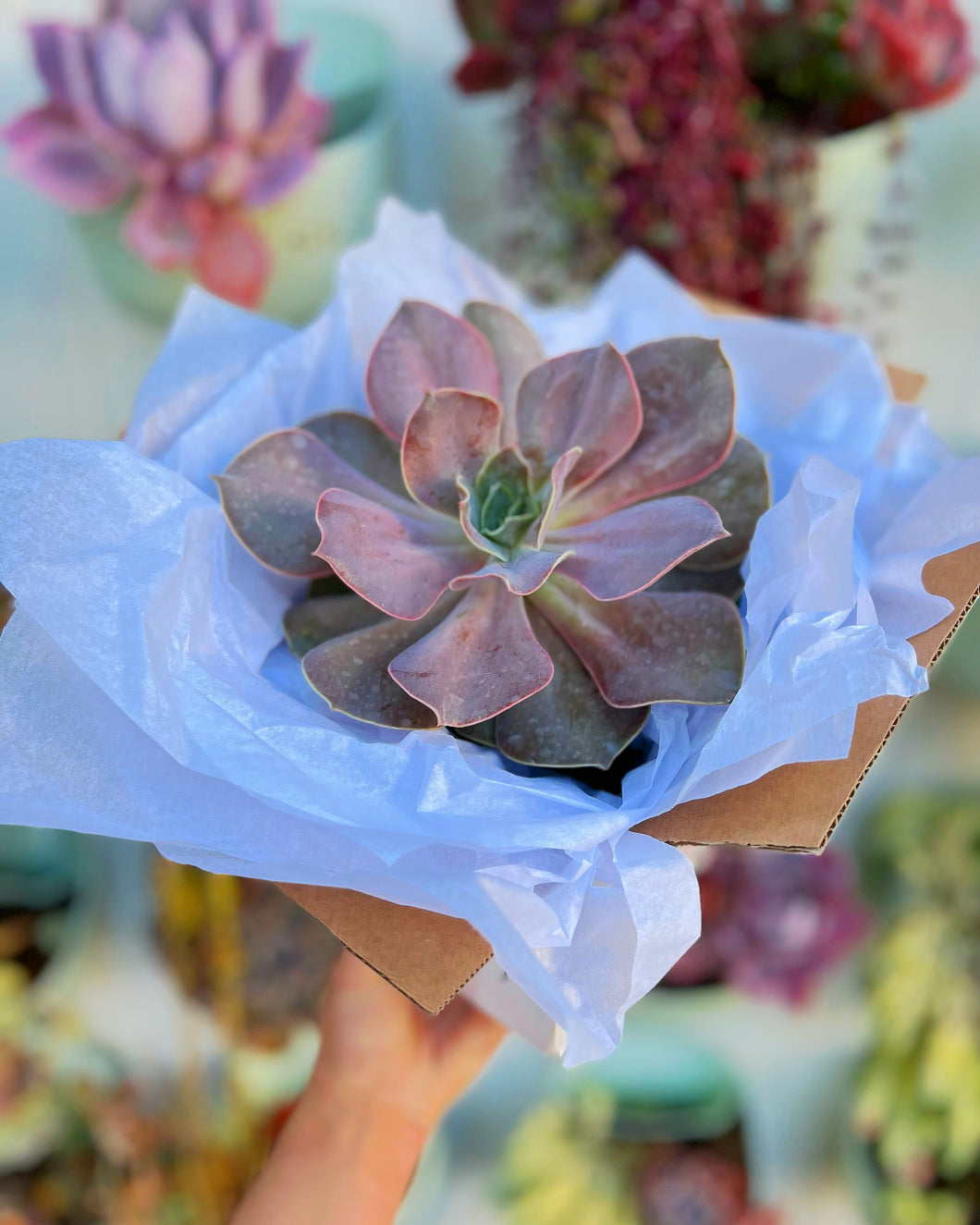 single succulent plants Single Succulent GiftBox (6in) – In Succulent Love