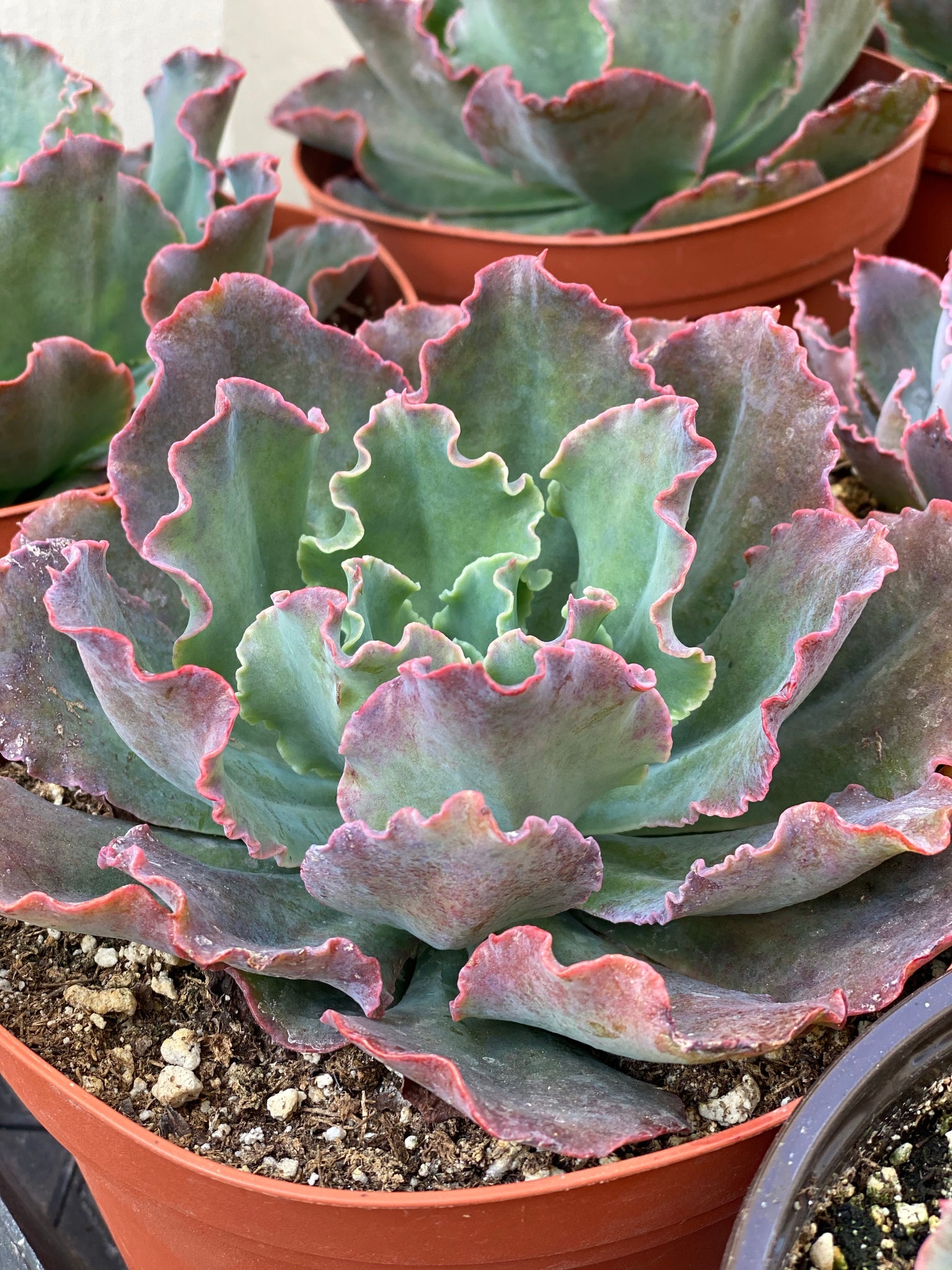 blue succulents for sale Echeveria Blue Curls – In Succulent Love
