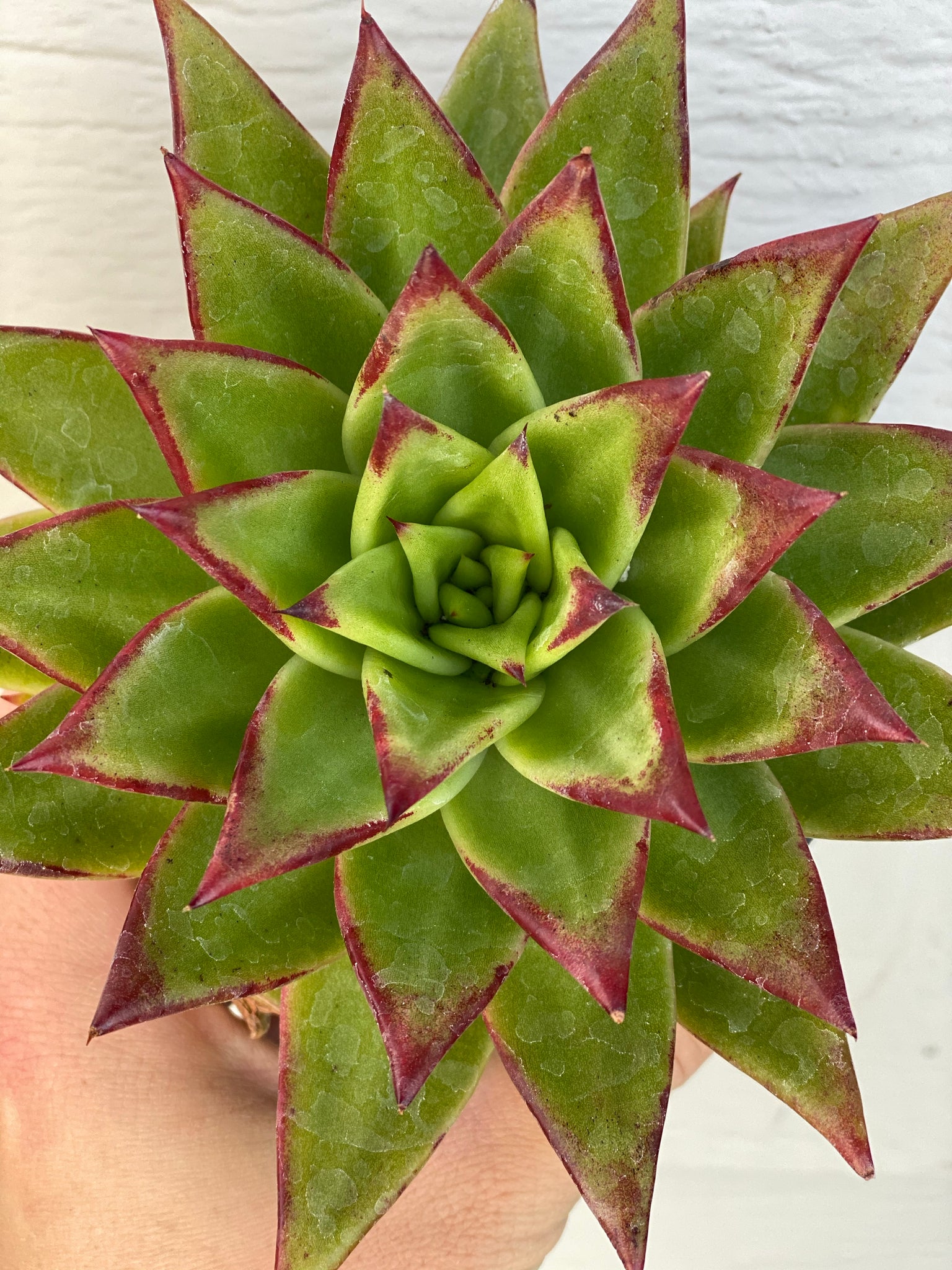 echeveria lipstick succulent Echeveria Agavoides Lipstick – In Succulent Love
