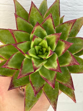 Echeveria Agavoides Lipstick
