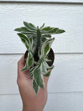 Euphorbia Devil’s Back Bone Variegated