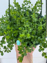 Peperomia Deppeana