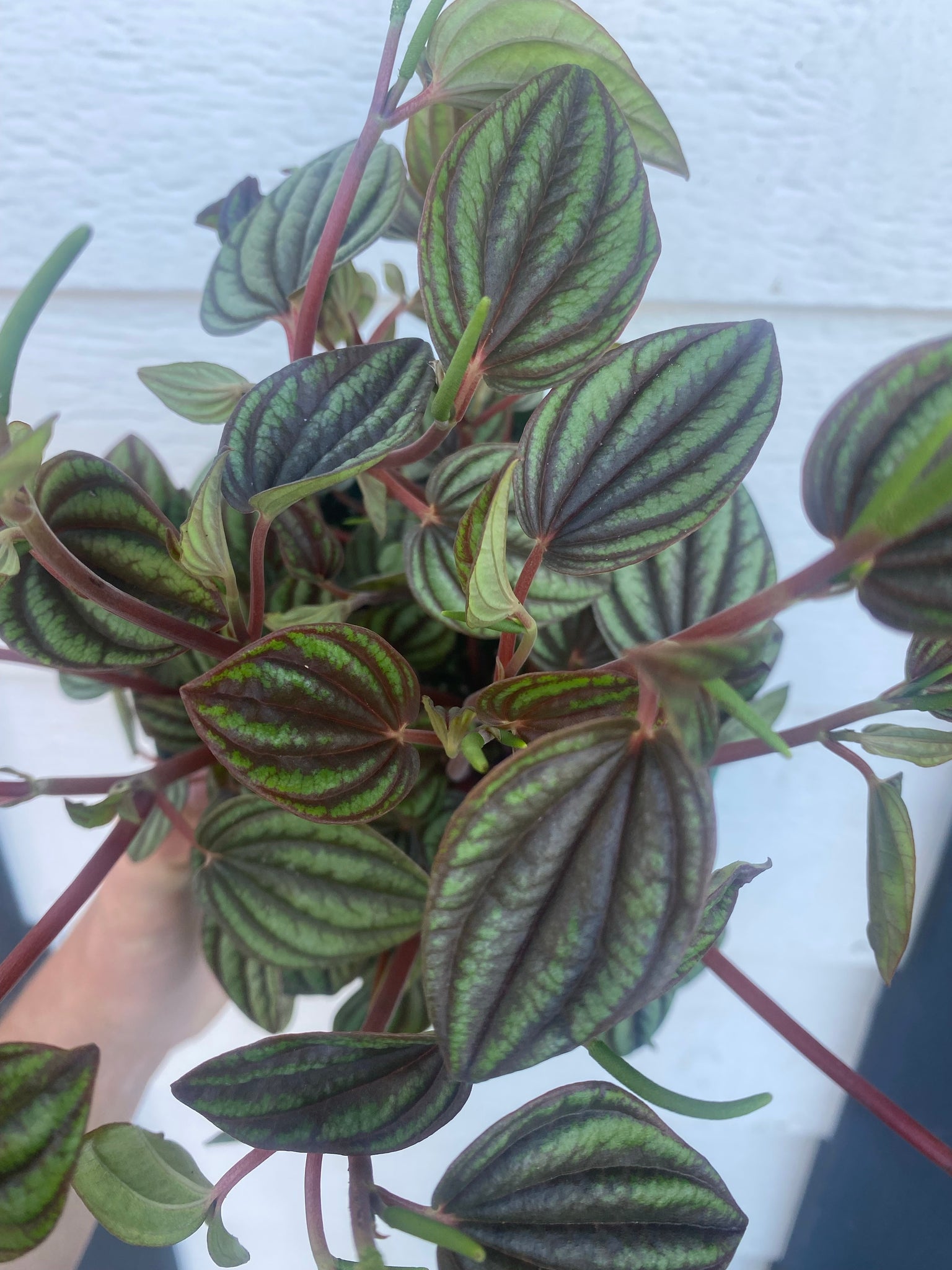 philodendron piccolo Peperomia Piccolo Banda Peacock – In Succulent Love