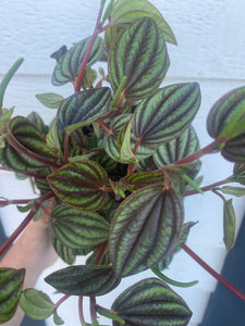 Peperomia Piccolo Banda Peacock