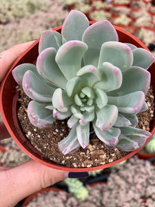Variegated Pachyveria Scheideckeri ‘Jeweled Crown / Blue Tower’