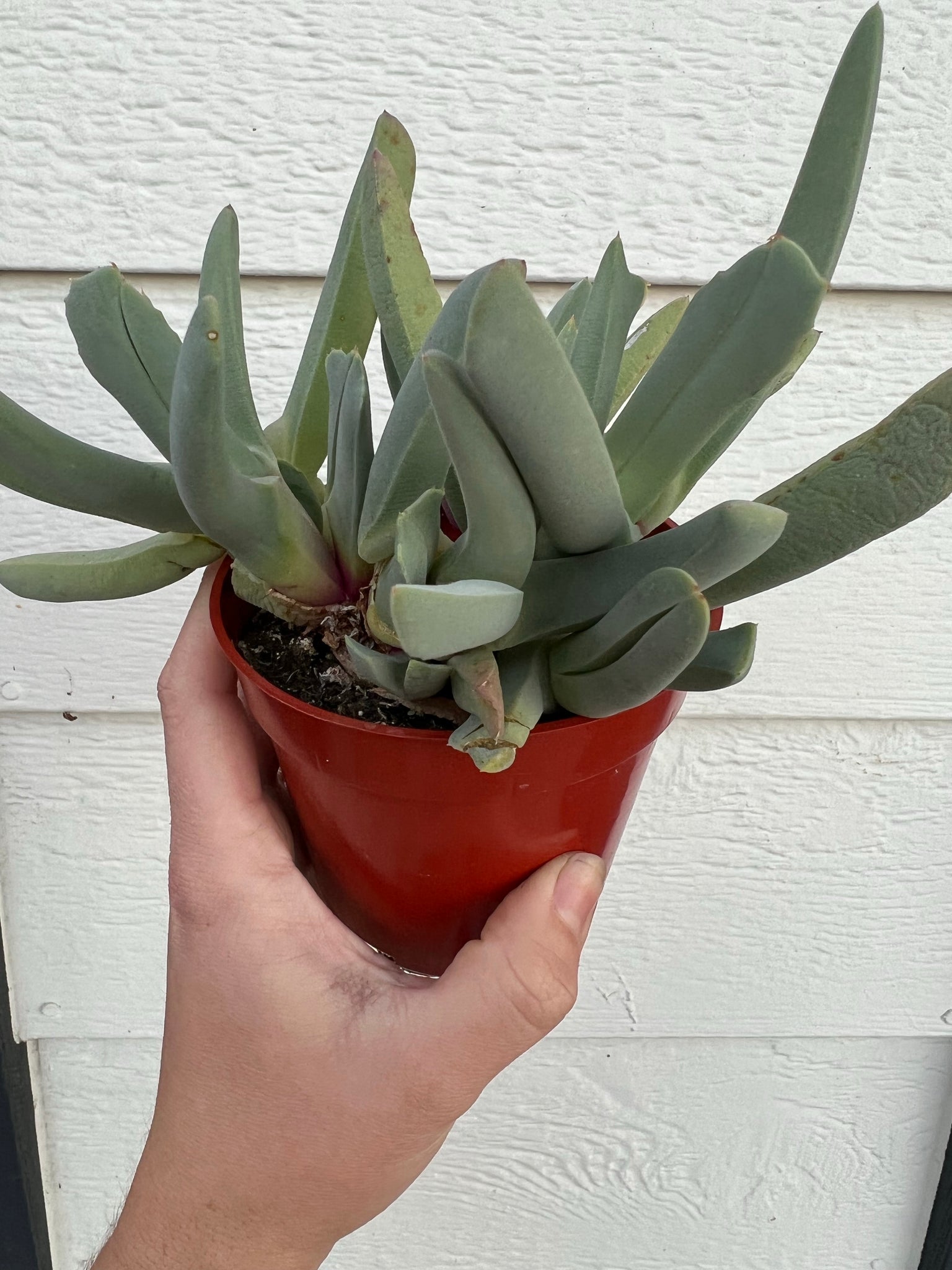 lobster succulent plant Lobster Claw Plant (Cheiridopsis Candidissima) – In Succulent Love