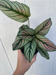 Calathea White Star