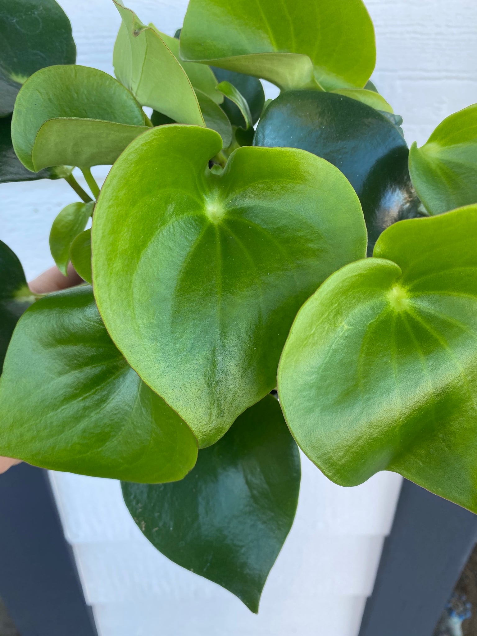 eye succulent Peperomia Owl Eye – In Succulent Love