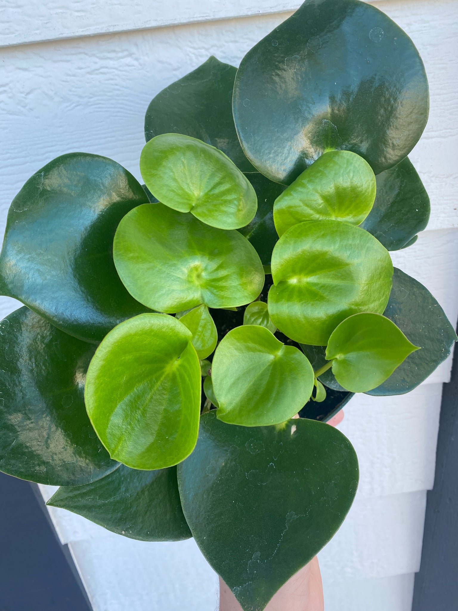 owl eye succulent Peperomia Owl Eye – In Succulent Love
