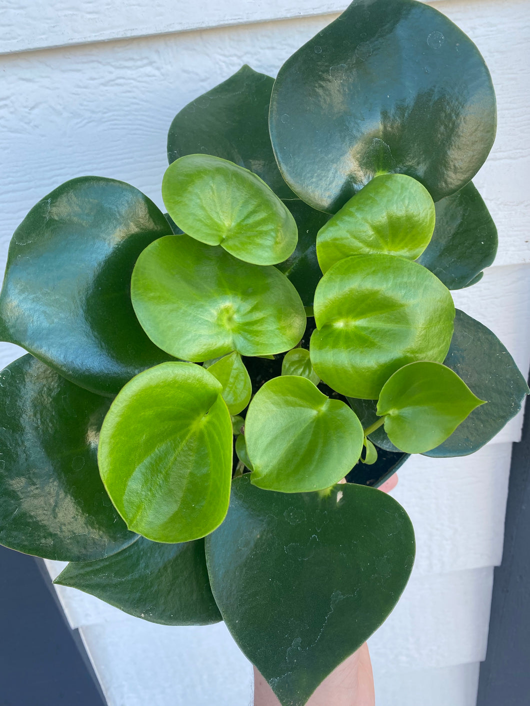 Peperomia Owl Eye In Succulent Love peperomia-owl-eye-in-succulent-love