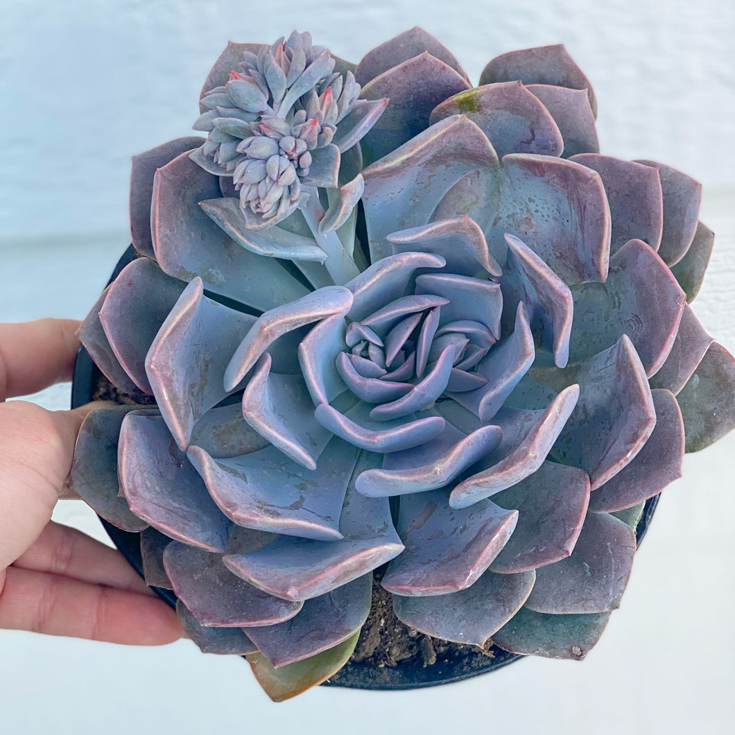 lilac succulent Echeveria Misty Lilac