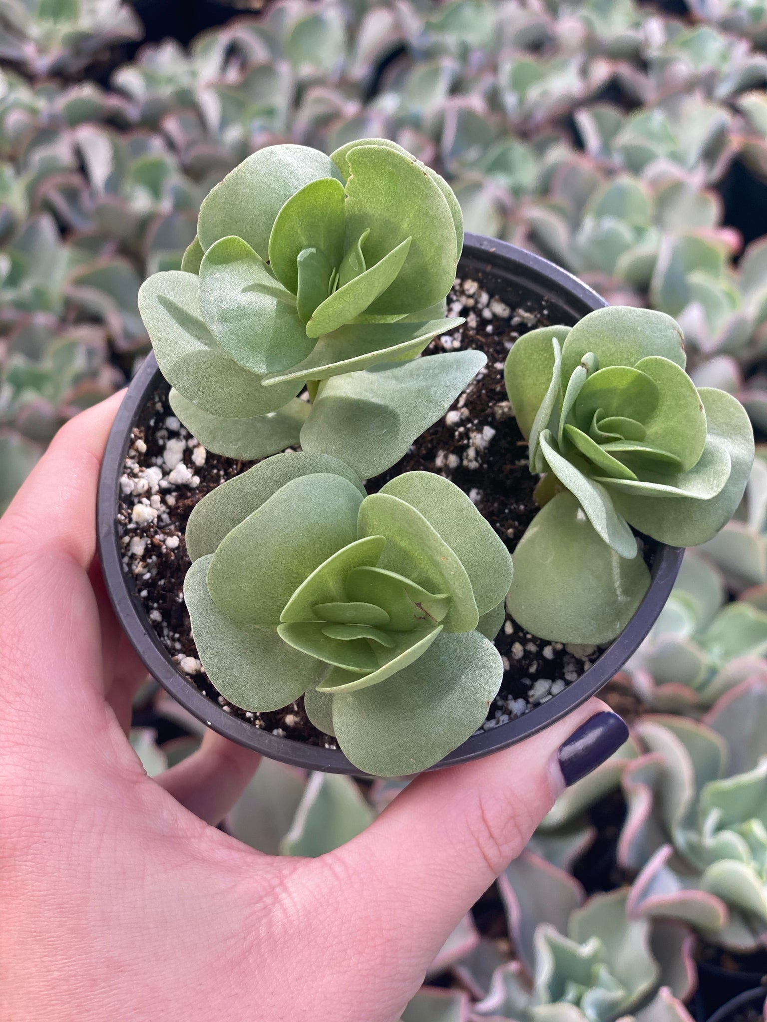 portulaca succulent varieties Portulaca Molokiniensis – In Succulent Love