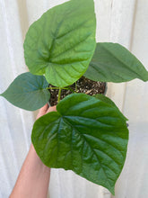 Ficus Umbellata