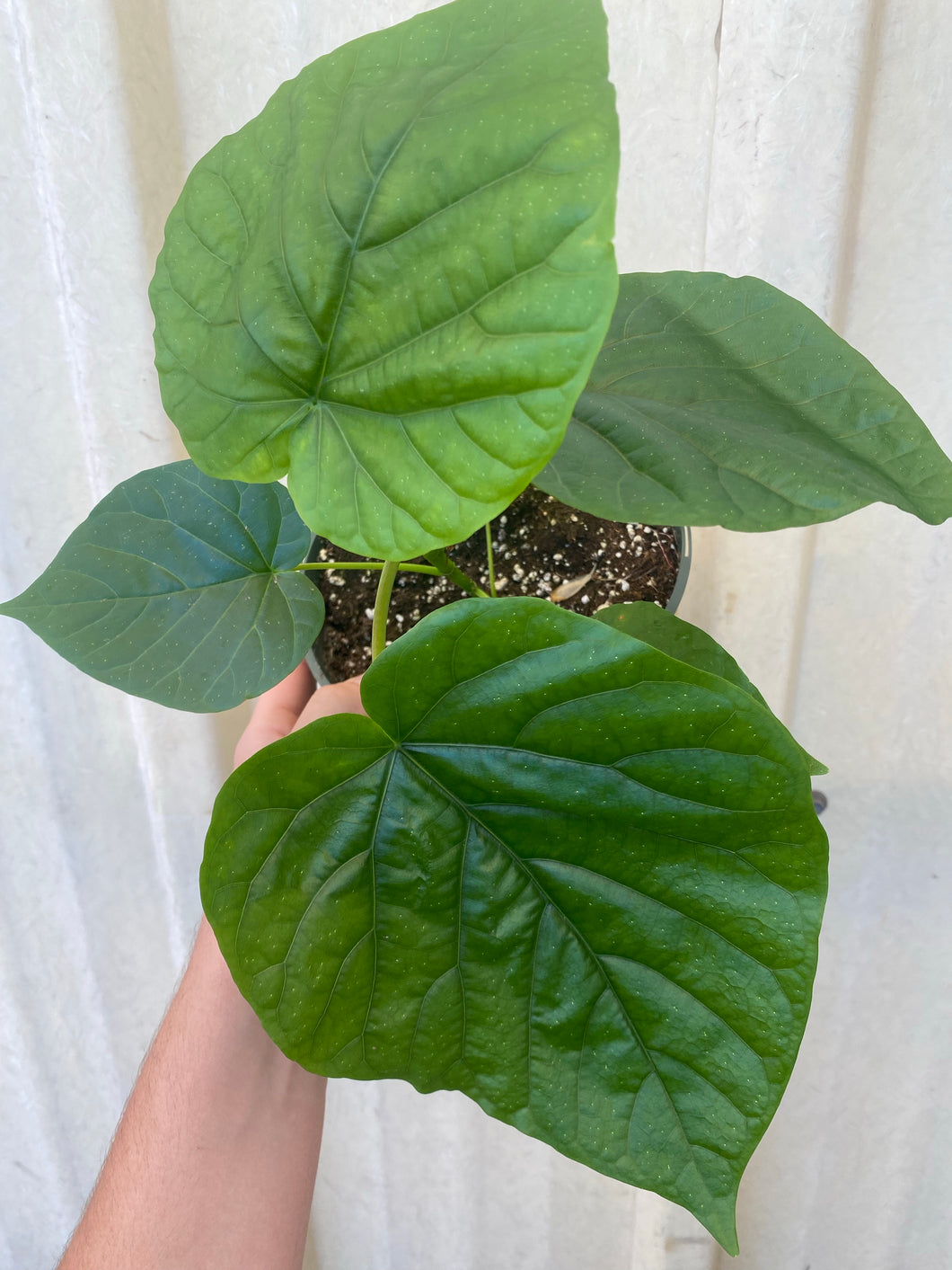Ficus Umbellata