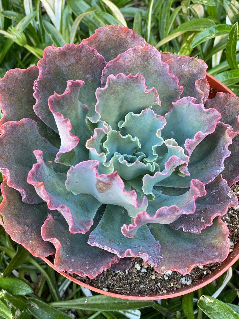 blue succulents for sale Echeveria Blue Curls – In Succulent Love