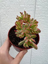 Crassula Daydream (ppaf)