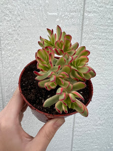 crassula daydream succulent Crassula Daydream (ppaf) – In Succulent Love