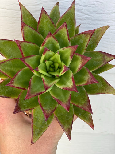 Echeveria Agavoides Lipstick